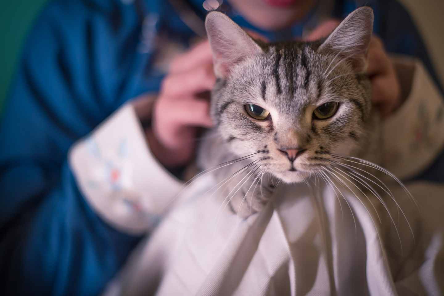 《汉服第347期》汉服#猫趣#