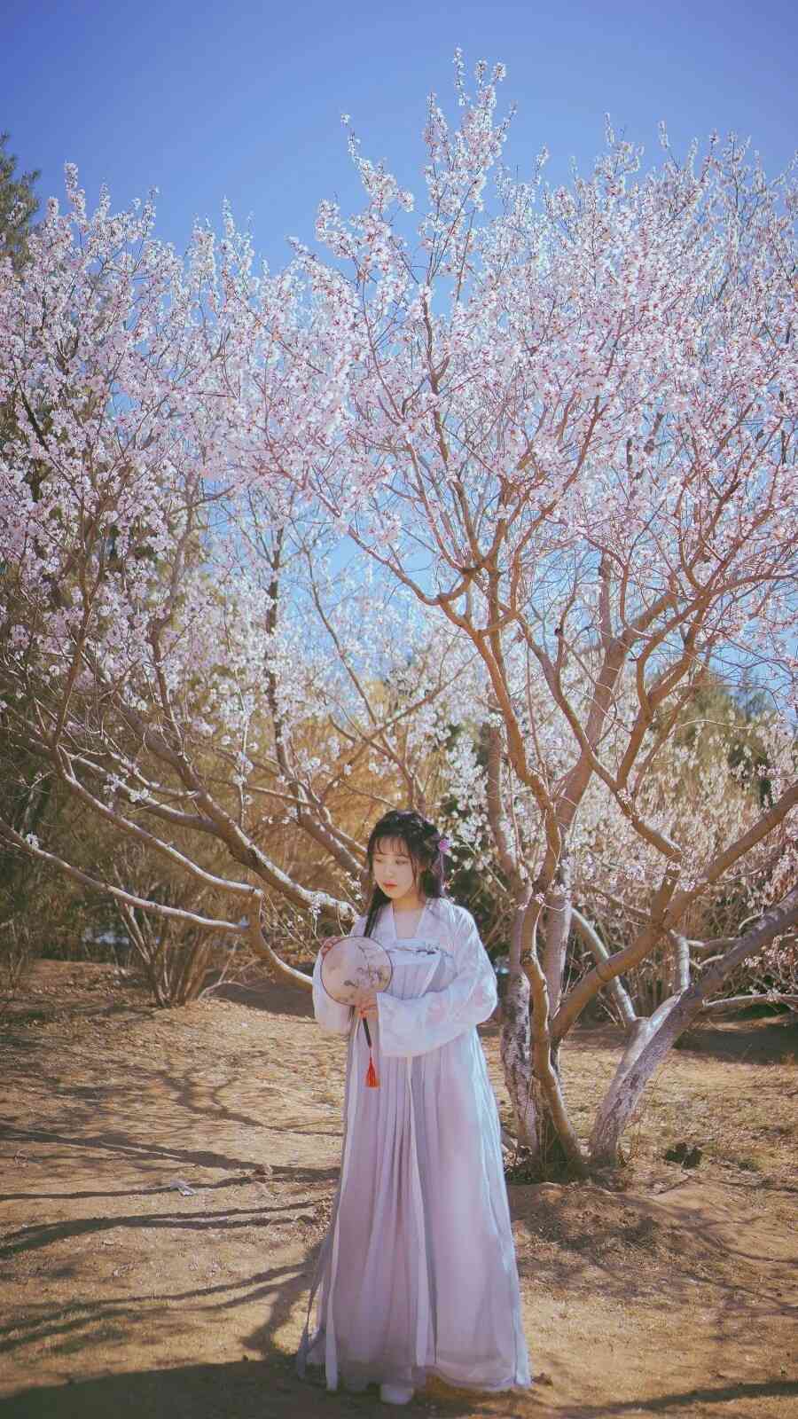 《C站·lolita·第864期》樱花妖