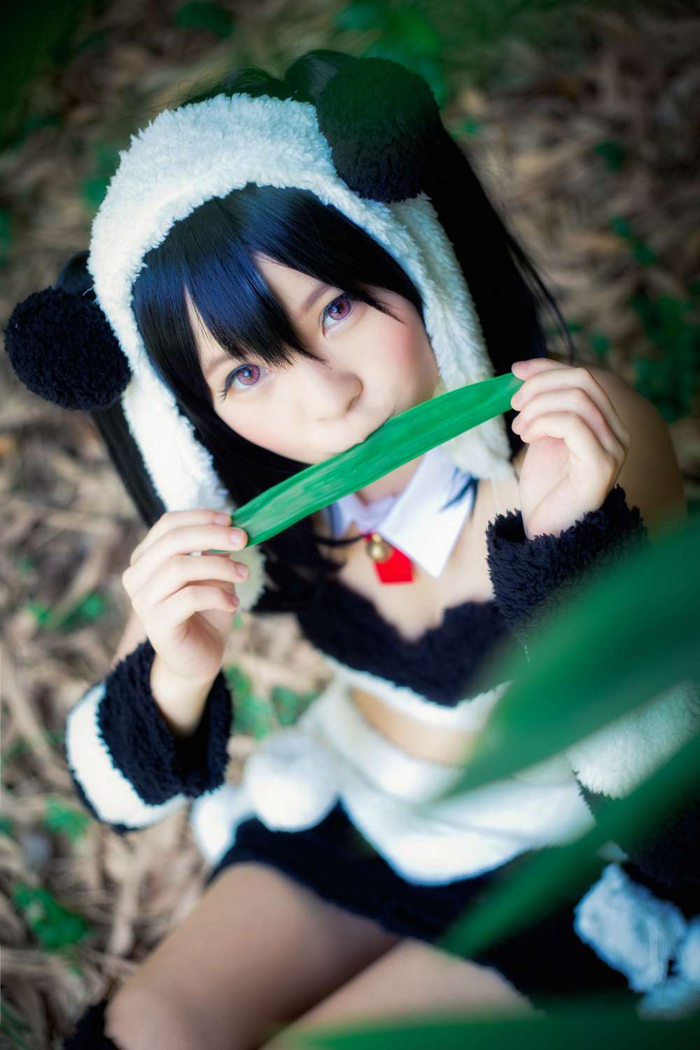 《C站·第3258期》一只野生的熊猫