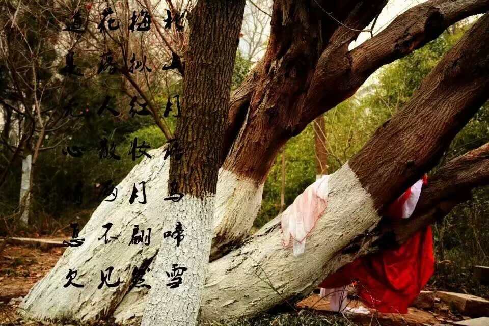 《汉服第609期》梅花拟人